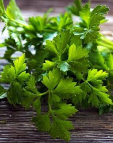 Zahradní petržel