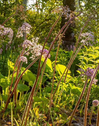 Darmera štítnatá - Indická rebarbora