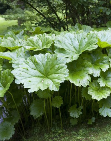 Darmera štítnatá - Indická rebarbora