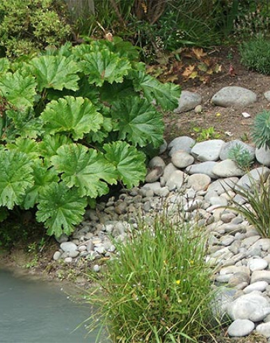 Darmera štítnatá - Indická rebarbora