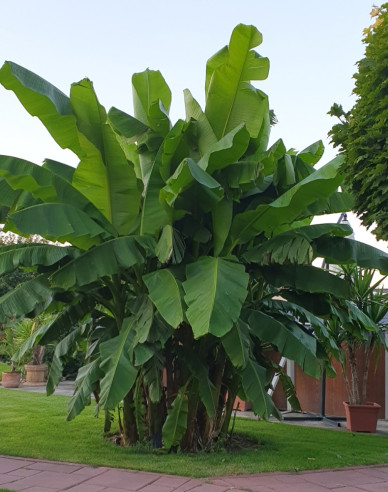 Japonský banánovník (Musa Basjoo)