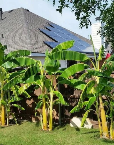 Japonský banánovník (Musa Basjoo)