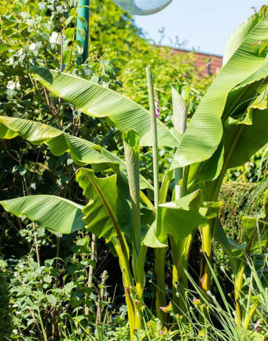 Japonský banánovník (Musa Basjoo)