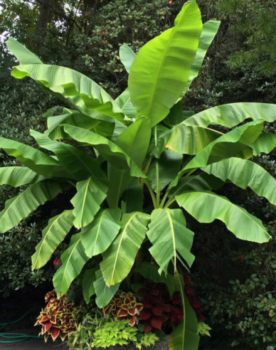 Japonský banánovník (Musa Basjoo)