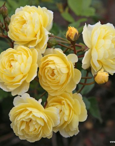 Růže Lemon Siluetta