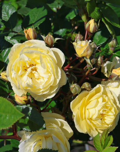 Růže Lemon Siluetta