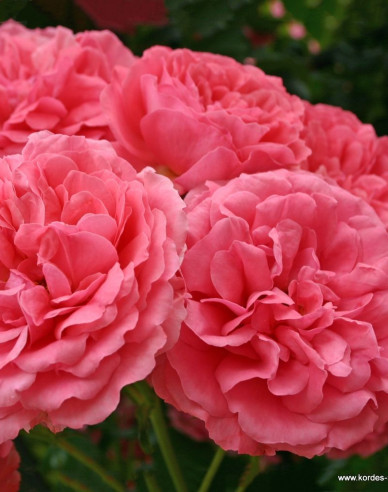 Růže Rosarium Uetersen