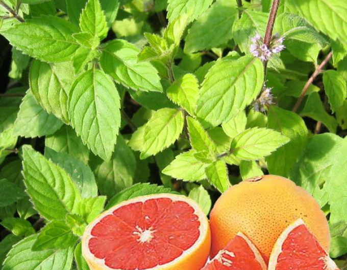 Máta peprná Grapefruit