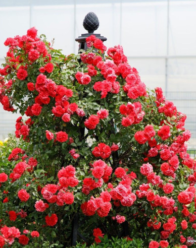 Růže Rosarium Uetersen