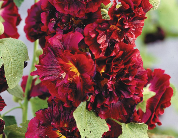Topolovka ´Spring Celebrities Crimson´