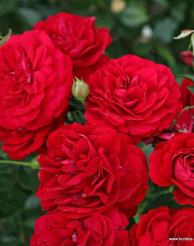 Růže Bordeaux