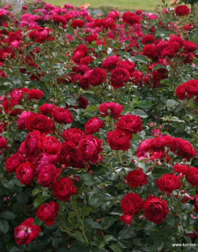 Růže Bordeaux