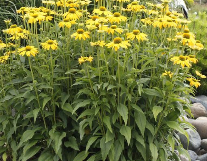 Echinacea Leilani