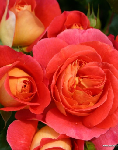 Růže ´Gebrüder Grimm´