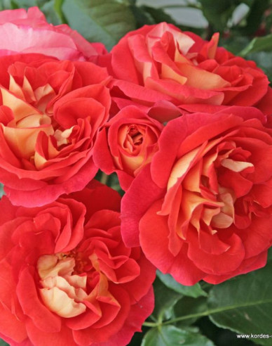 Růže ´Gebrüder Grimm´