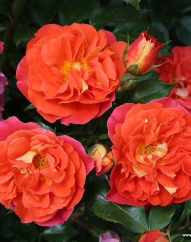 Růže ´Gebrüder Grimm´