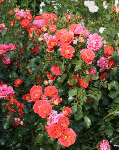 Růže ´Gebrüder Grimm´