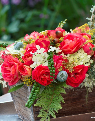 Růže ´Gebrüder Grimm´