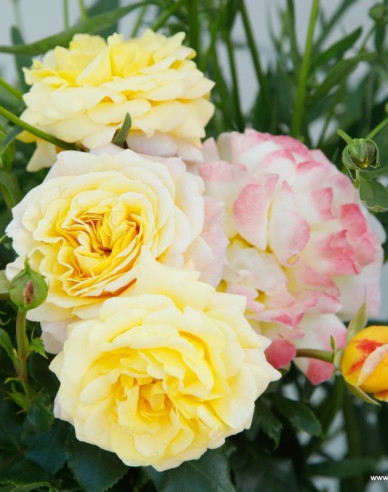 Růže ´Rose der Hoffnung´