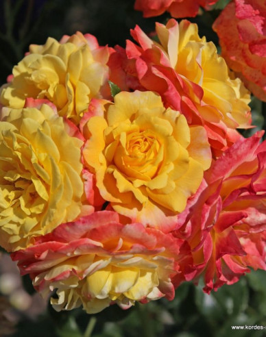 Růže ´Rose der Hoffnung´