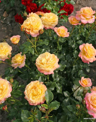 Růže ´Rose der Hoffnung´