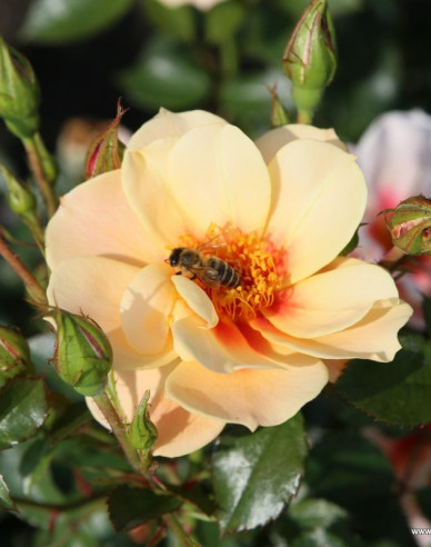 Růže ´See You in Apricot´