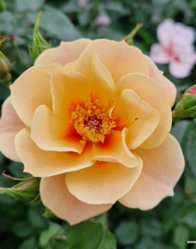 Růže ´See You in Apricot´