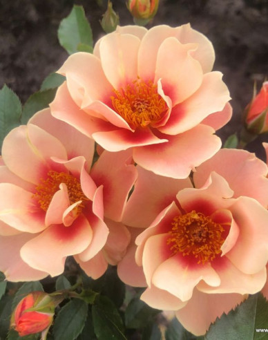 Růže ´See You in Apricot´