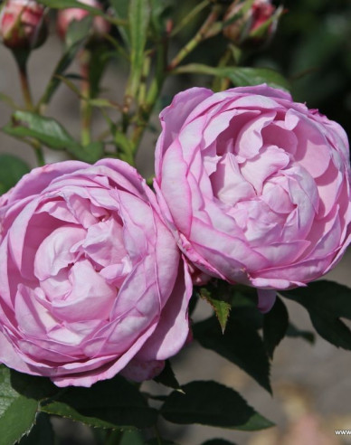 Růže Herzogin Dorothea