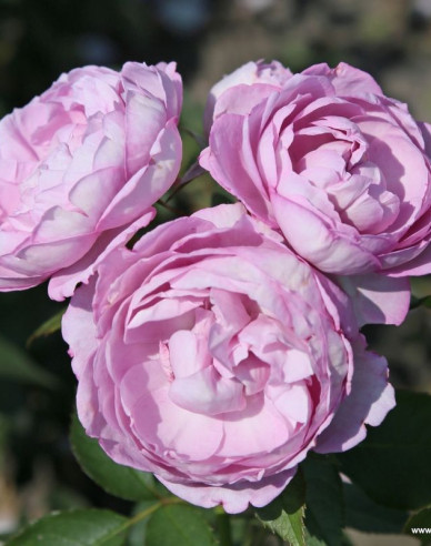 Růže Herzogin Dorothea