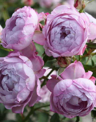 Růže Herzogin Dorothea