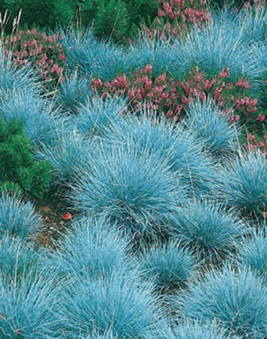 Kostřava ´Elijah Blue´ 10l