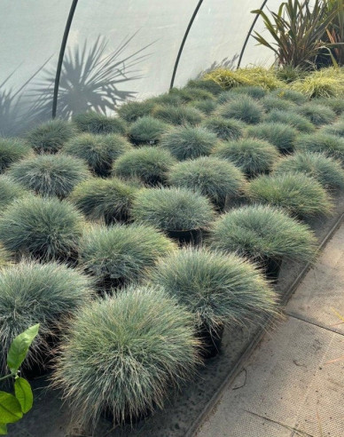 Kostřava ´Elijah Blue´ 10l