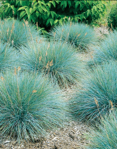 Kostřava ´Elijah Blue´ 10l