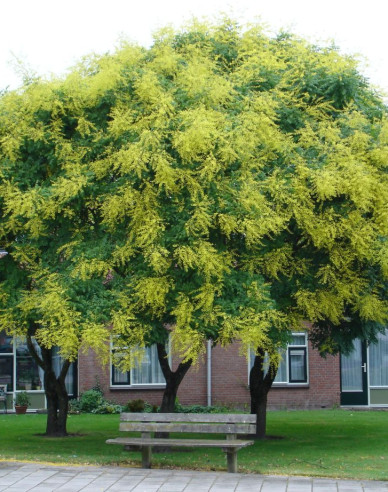 Svitel latnatý