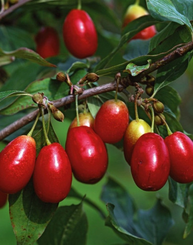 Dřín obecný ´Jolico´ 160cm