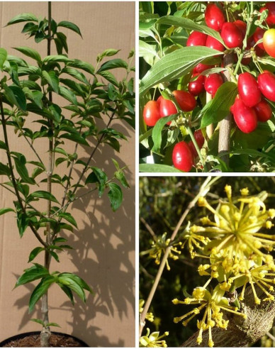 Dřín obecný ´Jolico´ 160cm