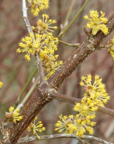 Dřín obecný ´Jolico´ 160cm