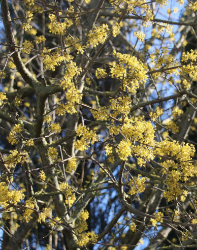 Dřín obecný ´Jolico´ 160cm