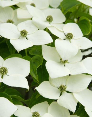 Dřín japonský 160cm