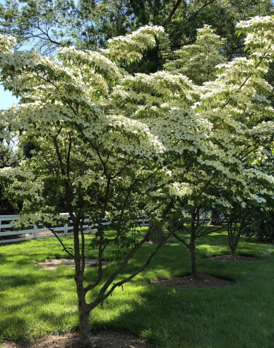 Dřín japonský 160cm