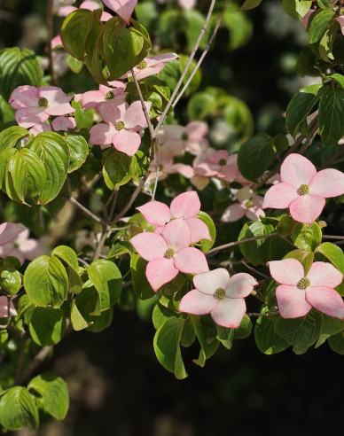 Dřín japonský ´Satomi´