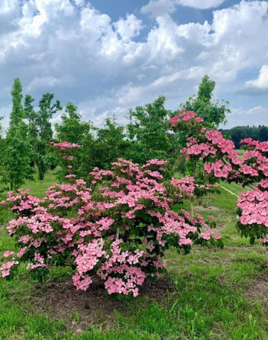 Dřín japonský ´Satomi´