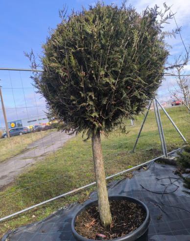 Tuja smaragdova "Koule" na kmínku