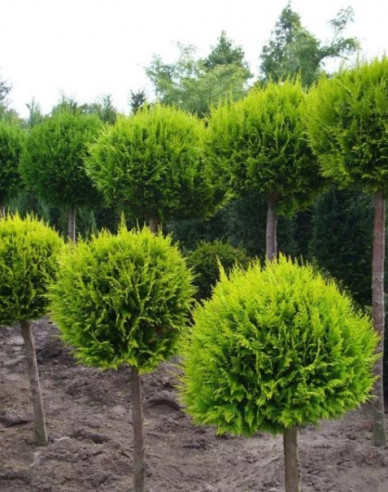 Tuja smaragdova "Koule" na kmínku