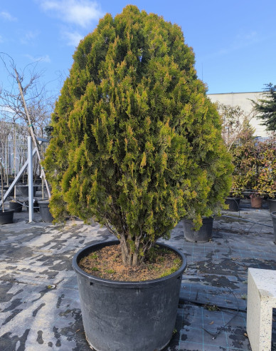 Tuja východní 200cm