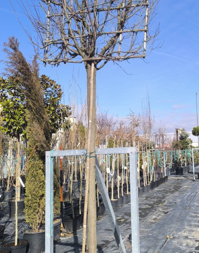 Slivoň myrobalán  ´Pissardi´ - Spalliera