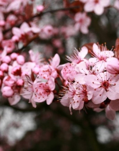 Slivoň myrobalán  ´Pissardi´ - Spalliera