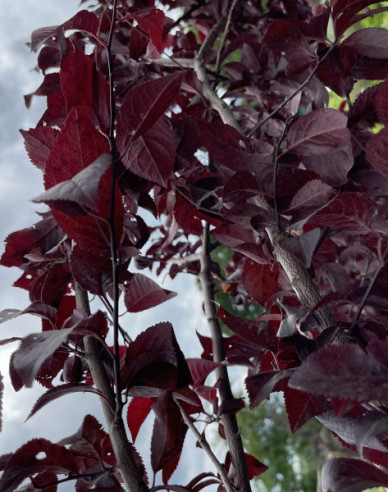 Slivoň myrobalán  ´Pissardi´ - Spalliera