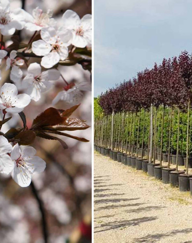 Slivoň myrobalán  ´Pissardi´ - Spalliera